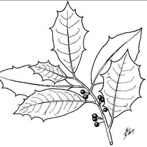 thumbnail for publication: Ilex opaca 'Yellow Jacket': 'Yellow Jacket' American Holly
